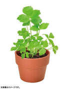 Green Capsule - Assorted Yakumi (Japanese Spices) [5 Styles] - SpectrumStore SG