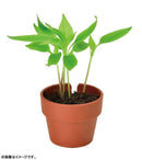 Green Capsule - Assorted Yakumi (Japanese Spices) [5 Styles] - SpectrumStore SG