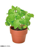 Green Capsule - Assorted Yakumi (Japanese Spices) [5 Styles] - SpectrumStore SG