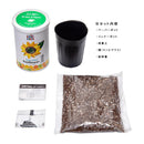 Grow a Plant - Friendly - The Very Hungry Caterpillar - Sunflower - SpectrumStore SG