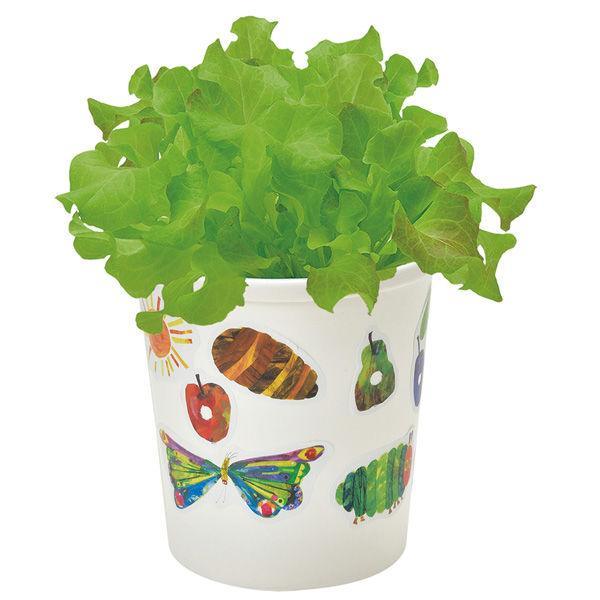 Grow a Plant - Stick up & Grow up - The Very Hungry Caterpillar - Lettuce - SpectrumStore SG