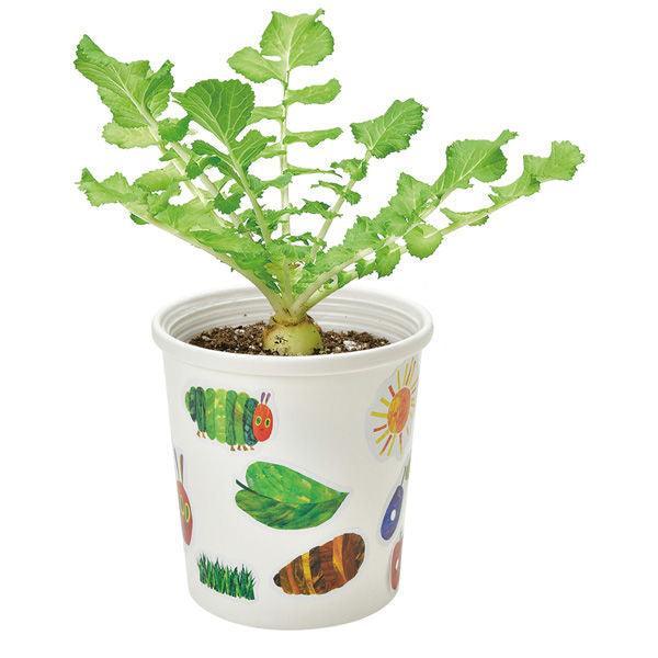 Grow a Plant - Stick up & Grow up - The Very Hungry Caterpillar - Radish - SpectrumStore SG