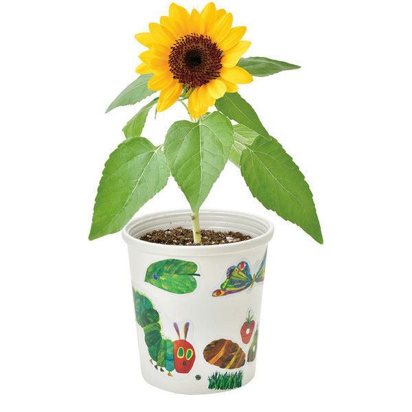 Grow a Plant - Stick up & Grow up - The Very Hungry Caterpillar - Sunflower - SpectrumStore SG