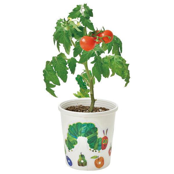 Grow a Plant - Stick up & Grow up - The Very Hungry Caterpillar - Tomato - SpectrumStore SG