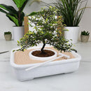 Grow Kit: Art of Bonsai - SpectrumStore SG
