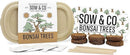 Sow & Co. Plants - Bonsai Trees