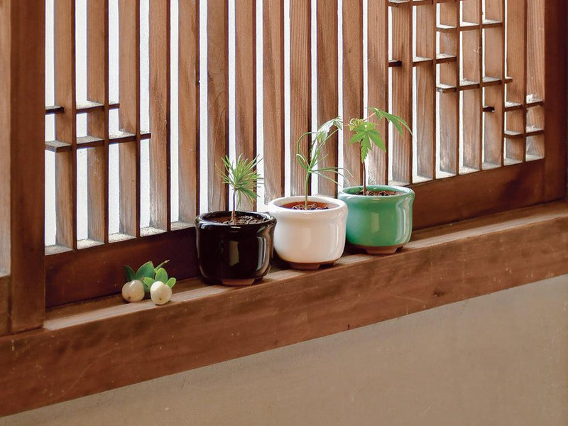Haco Mame Bonsai Growing Kit - Black Pine - SpectrumStore SG