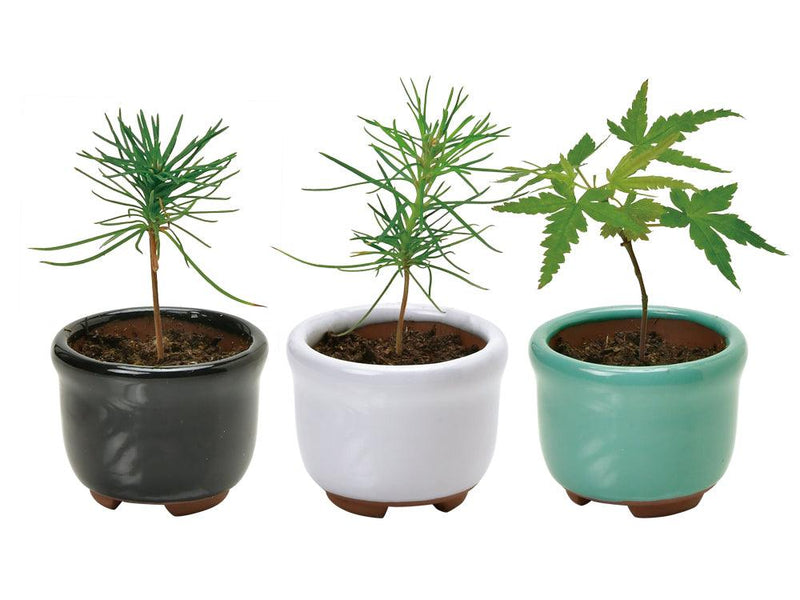Haco Mame Bonsai Growing Kit - Black Pine - SpectrumStore SG