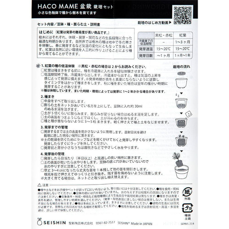 Haco Mame Bonsai Growing Kit - Japanese Maple - SpectrumStore SG