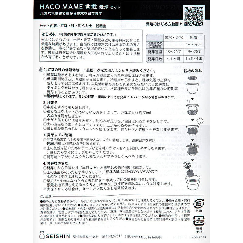 Haco Mame Bonsai Growing Kit - Japanese Maple - SpectrumStore SG
