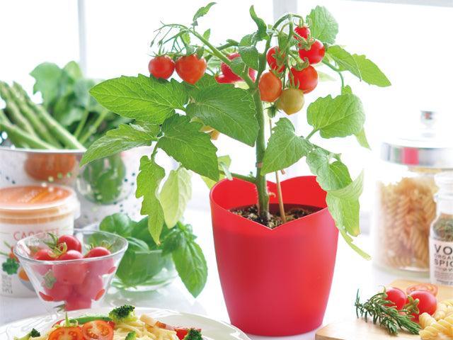 Heartomato - Growing Kit - SpectrumStore SG