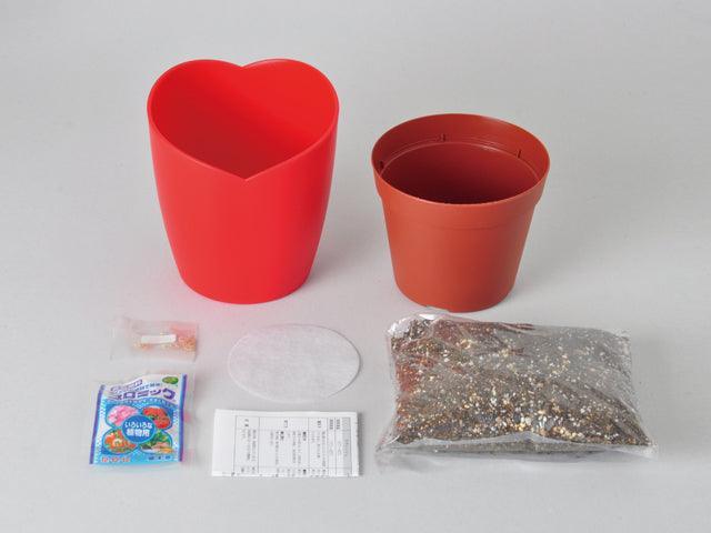 Heartomato - Growing Kit - SpectrumStore SG