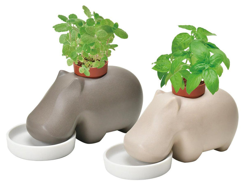 Hippoplant - Beige - Sweet Basil - SpectrumStore SG