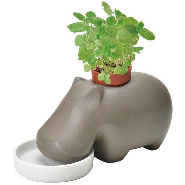 Hippoplant - Brown - Apple Mint - SpectrumStore SG