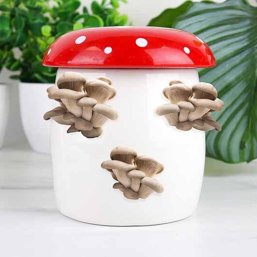 Mushroom Grow Kit