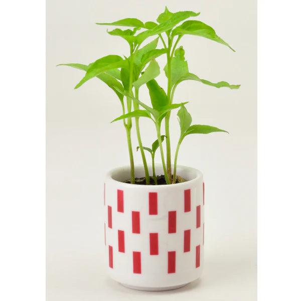 Ochoko Yakumi - Growing Kit - Chili Pepper - SpectrumStore SG