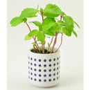 Ochoko Yakumi - Growing Kit - Shiso - SpectrumStore SG