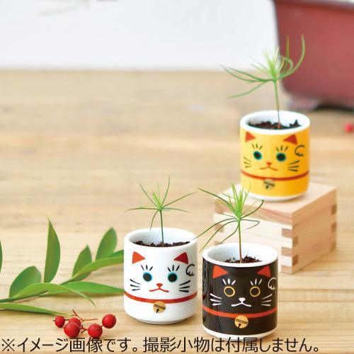 Omedeta Ochoko - Beko White - Red Pine - SpectrumStore SG