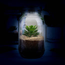 Light-Up Terrarium