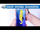 Deep Diving Seahorse