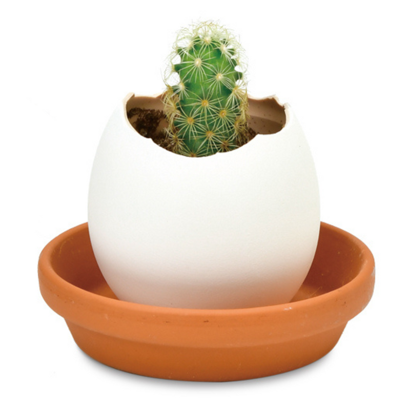 Eggling (Clear Package) - Cactus