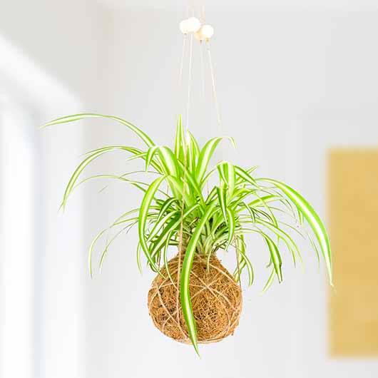 The Art of Kokedama DIY Kit