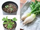 Root Vegetable Growing Kit - Radish