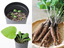Root Vegetable Growing Kit - Burdock