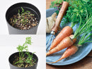 Root Vegetable Growing Kit - Carrot