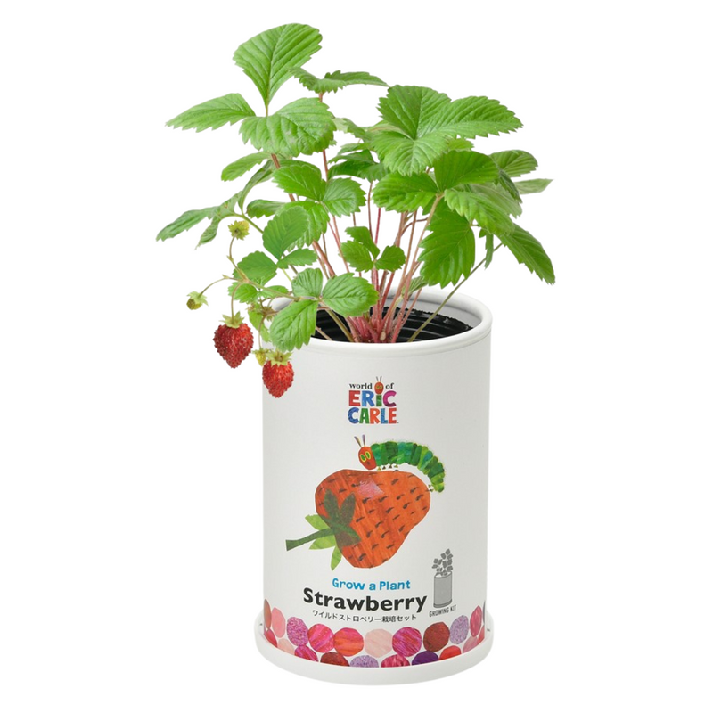 Grow a Plant - Friendly - The Very Hungry Caterpillar - Strawberry