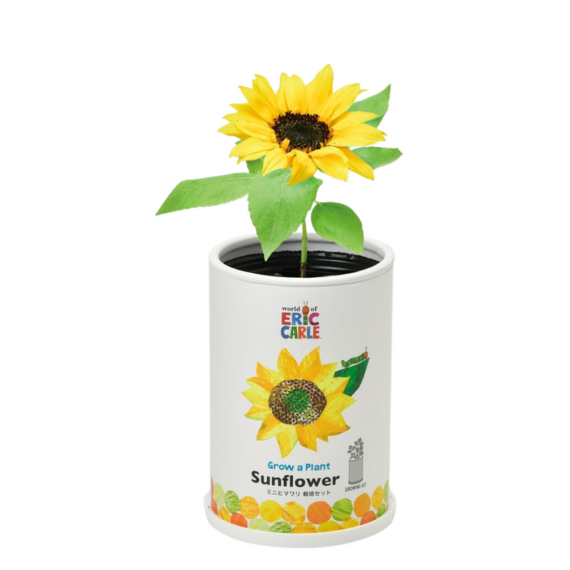 Grow a Plant - Friendly - The Very Hungry Caterpillar - Sunflower