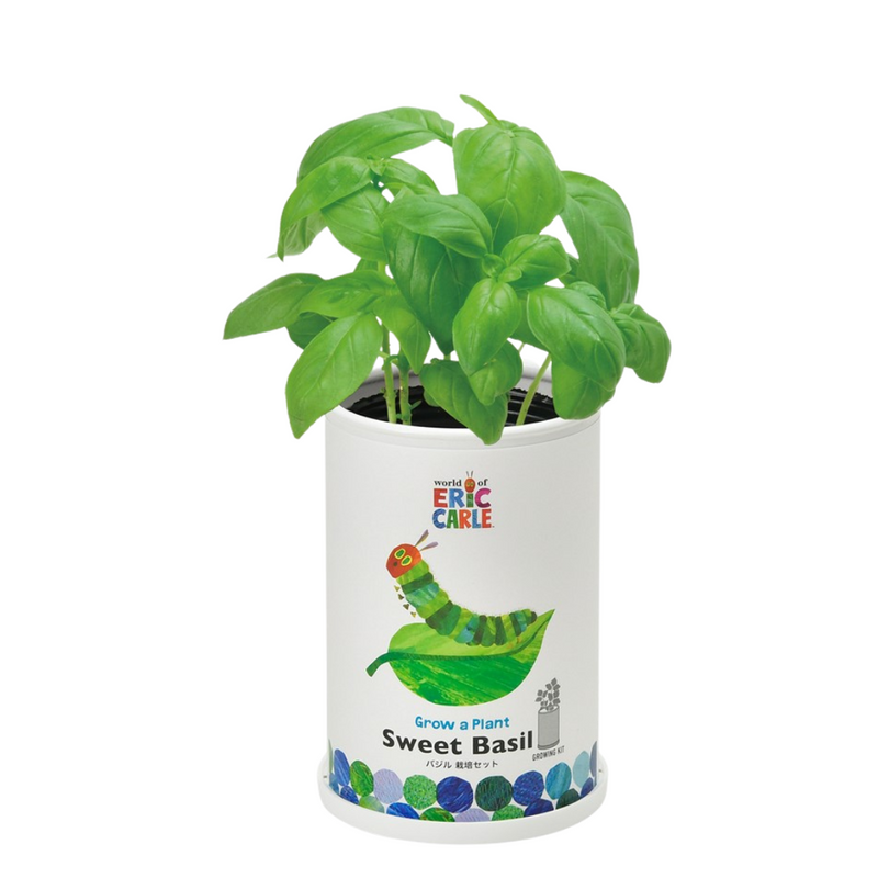 Grow a Plant - Friendly - The Very Hungry Caterpillar - Sweet Basil