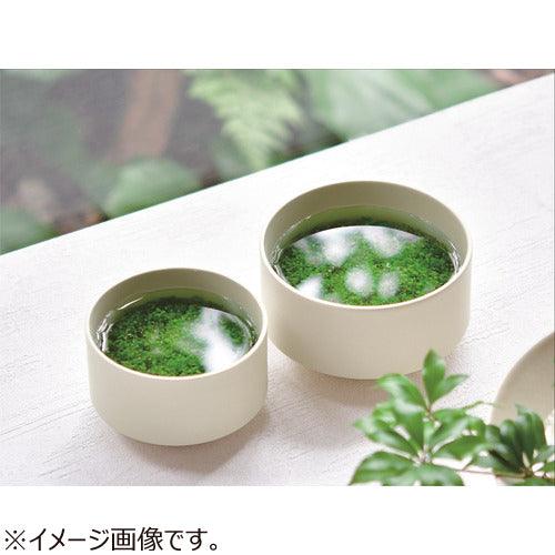 Water Plants with Ceramic Pot (M) - SpectrumStore SG