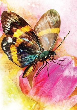 Butterfly Affirmations Oracle Cards - SpectrumStore SG