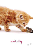 Cat Wisdom - SpectrumStore SG