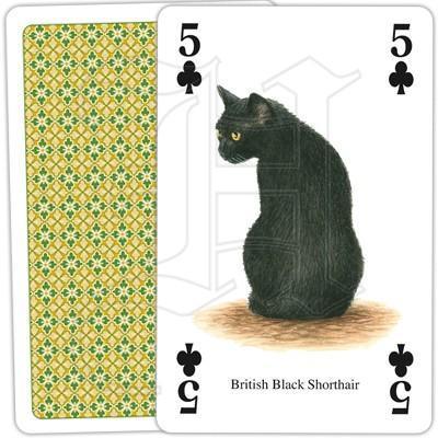 Cats - SpectrumStore SG