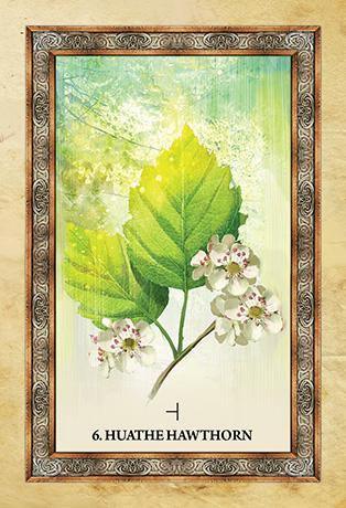 Celtic Tree Oracle - SpectrumStore SG