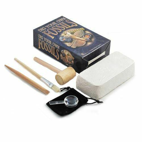 Dig Your Own Fossils (Large) - SpectrumStore SG