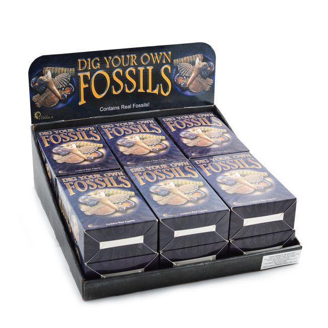 Dig Your Own Fossils (Large) - SpectrumStore SG