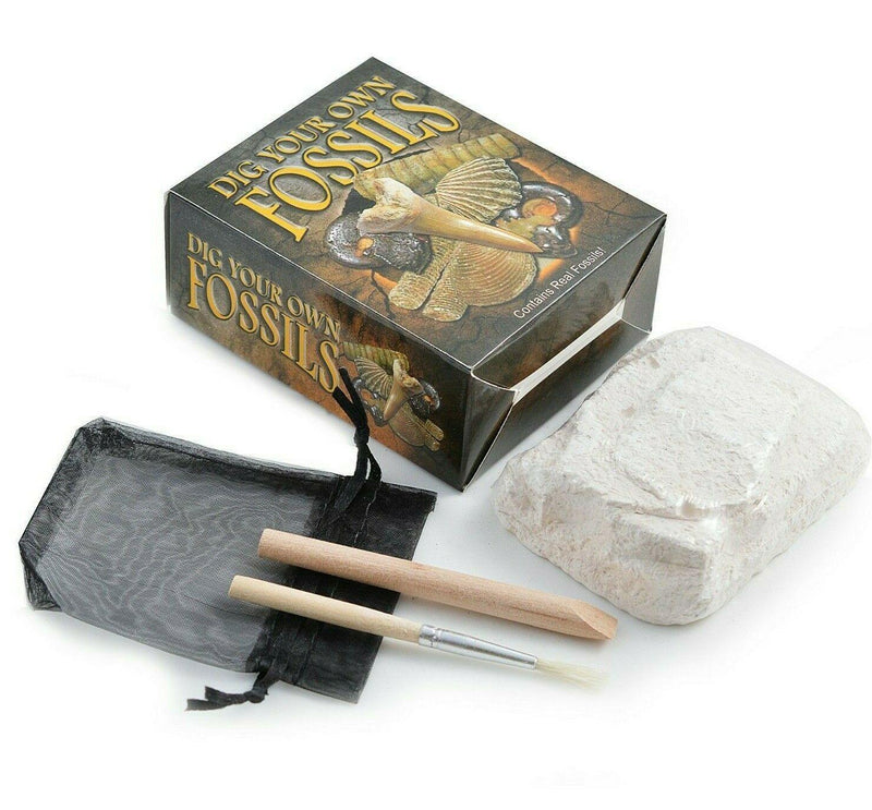 Dig Your Own Fossils - SpectrumStore SG