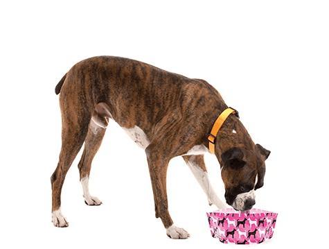 Expandable Collapsible Dog bowls (Set Of 2) - Pinky - SpectrumStore SG