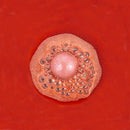 Festive Mulled Wine Bath Bombs - SpectrumStore SG