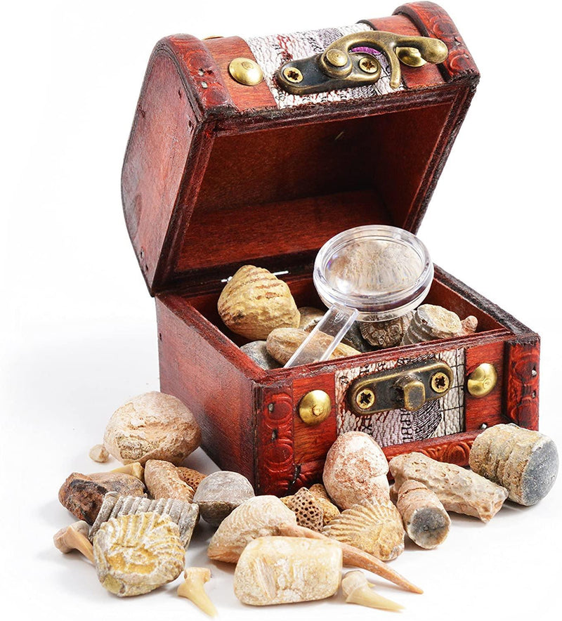 Fossils Treasure Chest - SpectrumStore SG