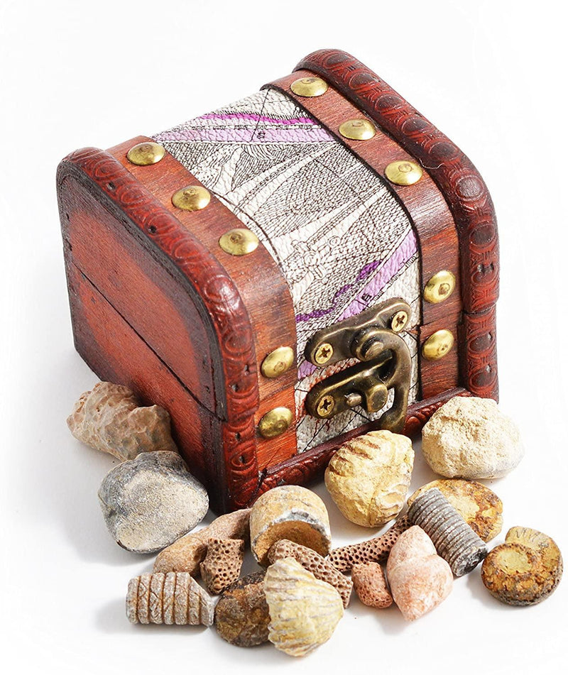 Fossils Treasure Chest - SpectrumStore SG