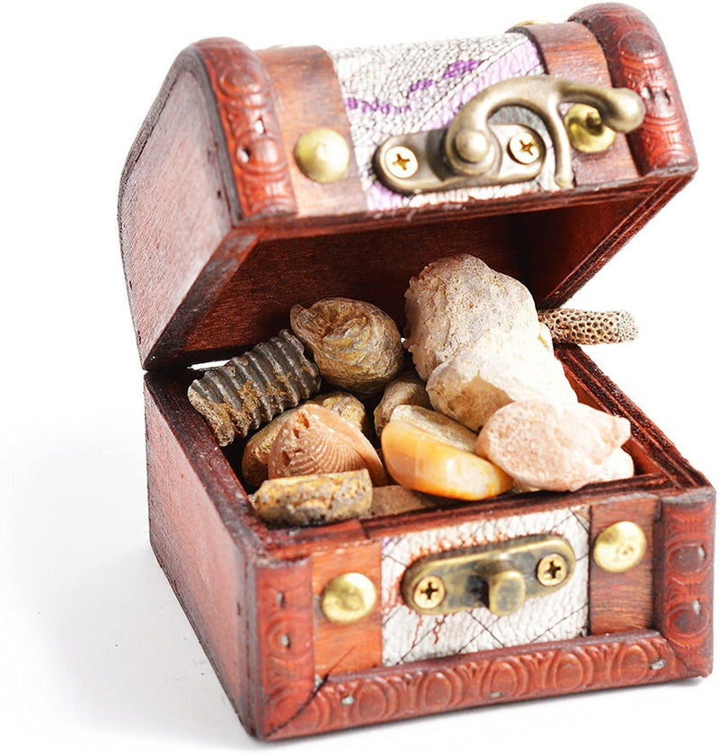 Fossils Treasure Chest - SpectrumStore SG