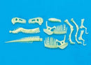 Glow-in-the-Dark Dinos T.rex Skeleton - SpectrumStore SG