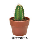 Green Capsule - Assorted Cactus (4 Styles) - SpectrumStore SG