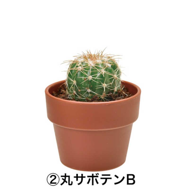 Green Capsule - Assorted Cactus (4 Styles) - SpectrumStore SG