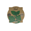 Pastel Coloured Pots With Chalk: Mint - SpectrumStore SG