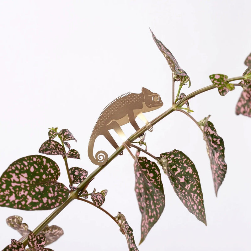 Plant Animals: Chameleon - SpectrumStore SG